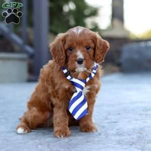 Mr. Bentley, Cavapoo Puppy